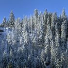 Winter im Auerhahnenwald - l'hiver dans la forêt du coq de bruyère