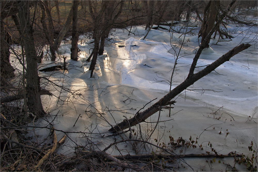 winter im auwald