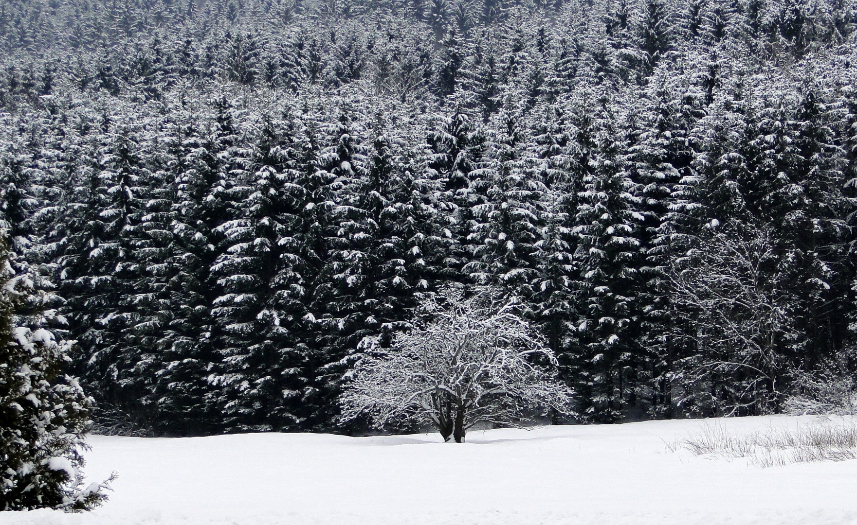 Winter im Bayerischen Wald