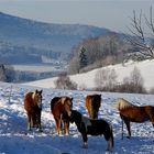 Winter im Bayerischen Wald