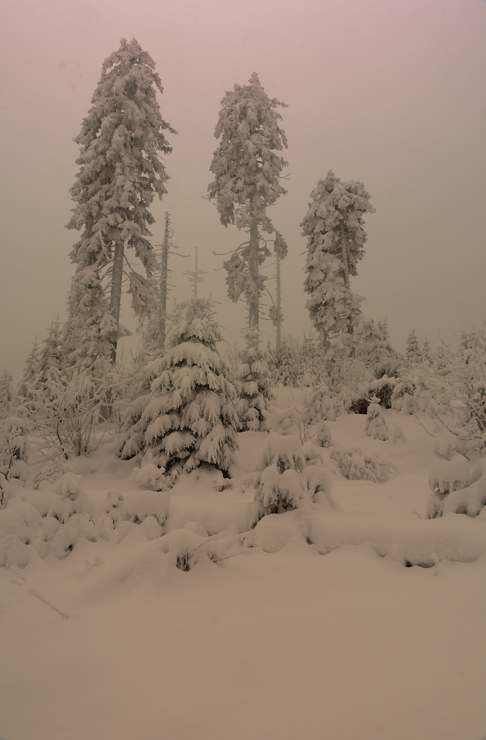 Winter im Bayerischen Wald