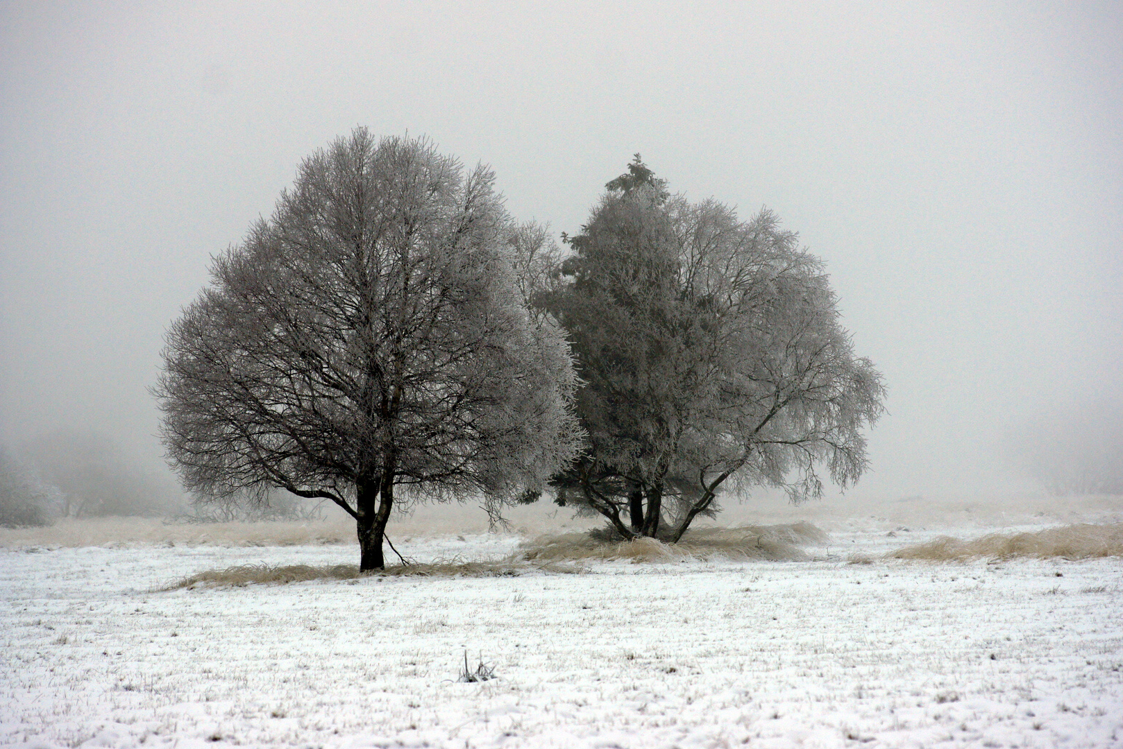 Winter im belgischen Venn