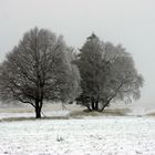 Winter im belgischen Venn