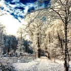 Winter im Bentheimer Wald in Schüttorf