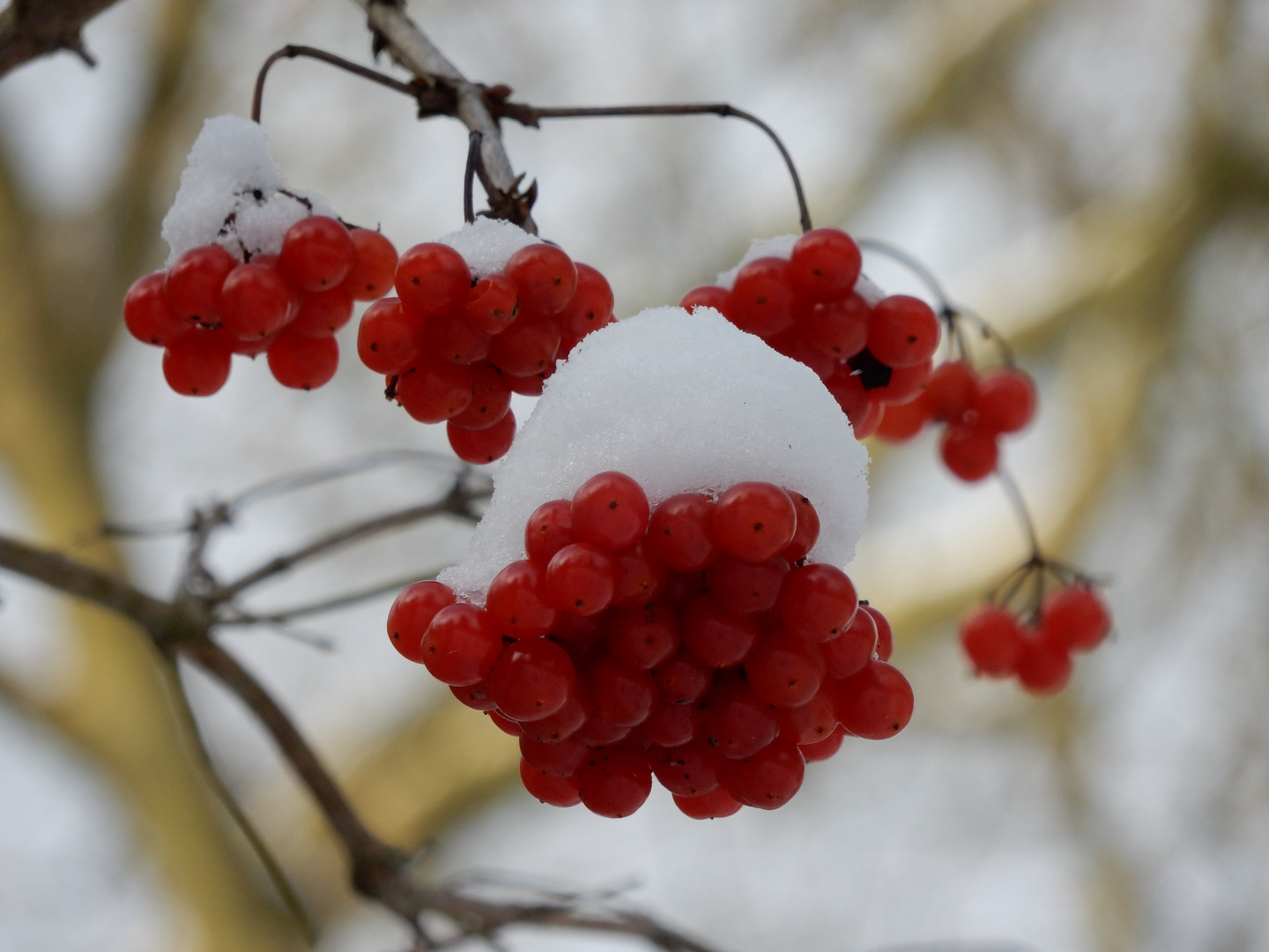 Winter im Bergpark Wilhelmshöhe