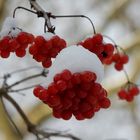 Winter im Bergpark Wilhelmshöhe