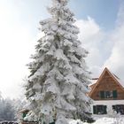 Winter im Bingerwald