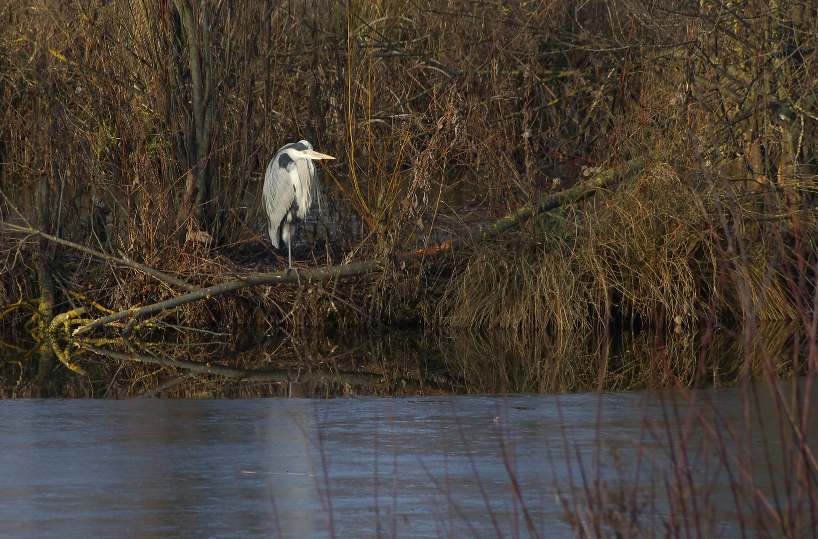 ...Winter im Biotop