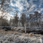 Winter im Birkenwäldchen