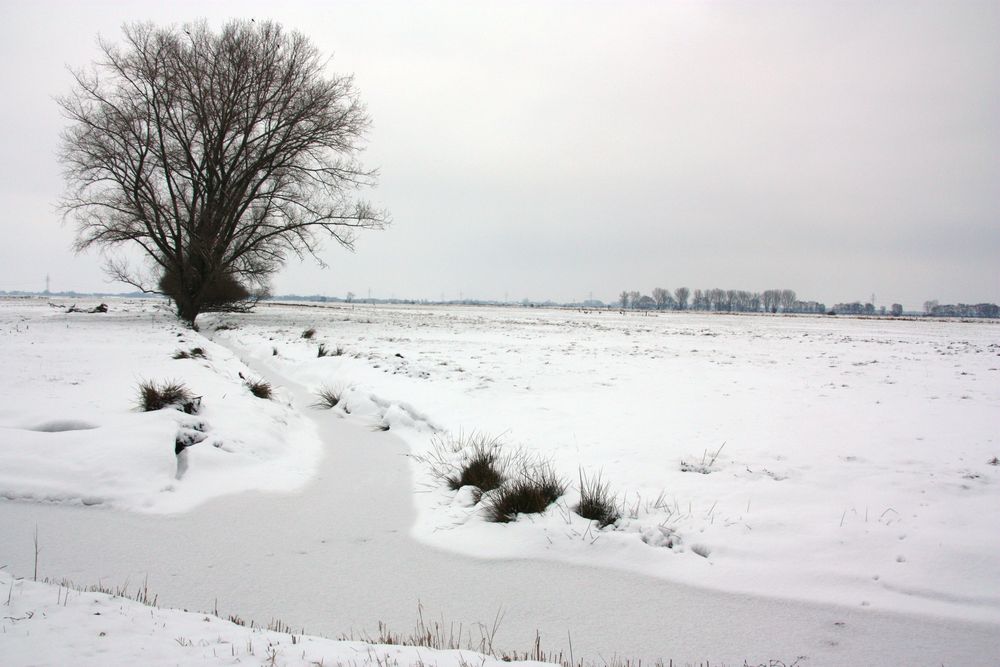 Winter im Blockland 2010