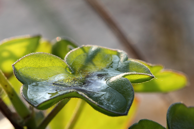 Winter im Blumenkasten, die 2.