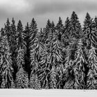Winter im Böhmerwald (1)