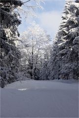 Winter im Böhmerwald I