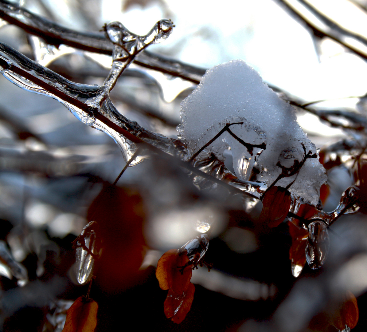 Winter im Botanischen Garten 