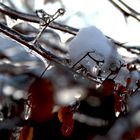 Winter im Botanischen Garten 