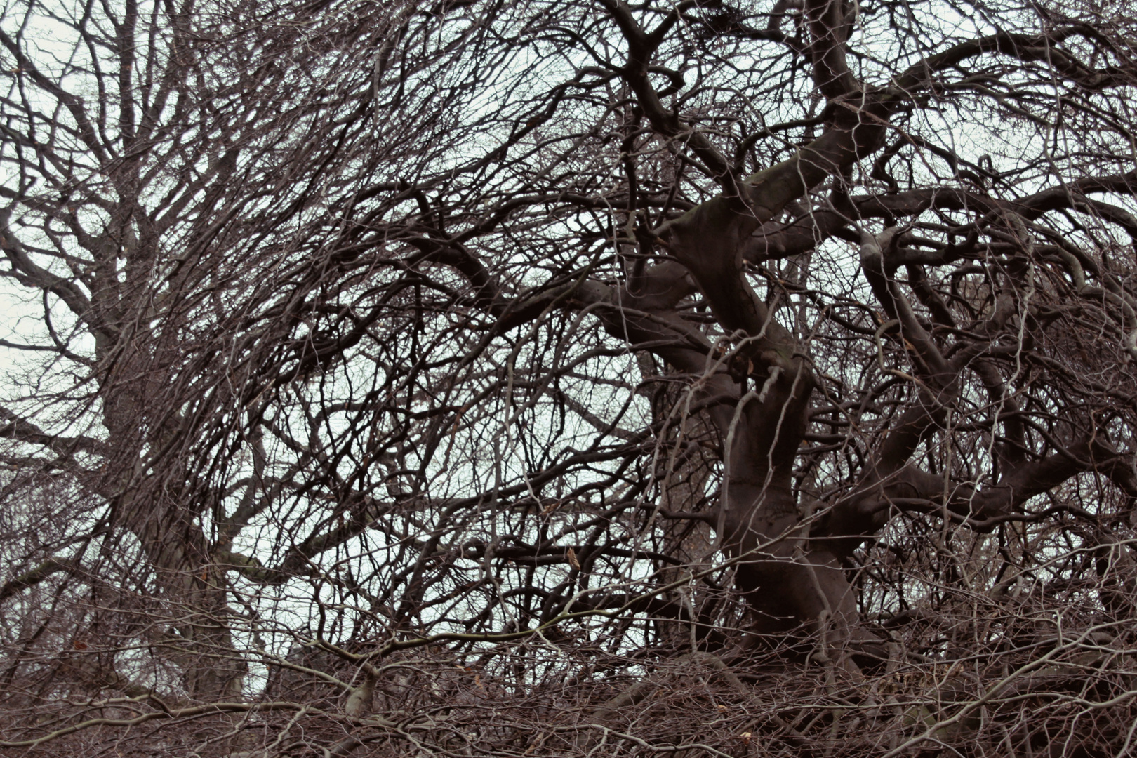 Winter im Botanischen Garten