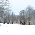 Winter im Britzer Garten Januar 2016