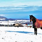 Winter im Brohltal mit Pferdewiese