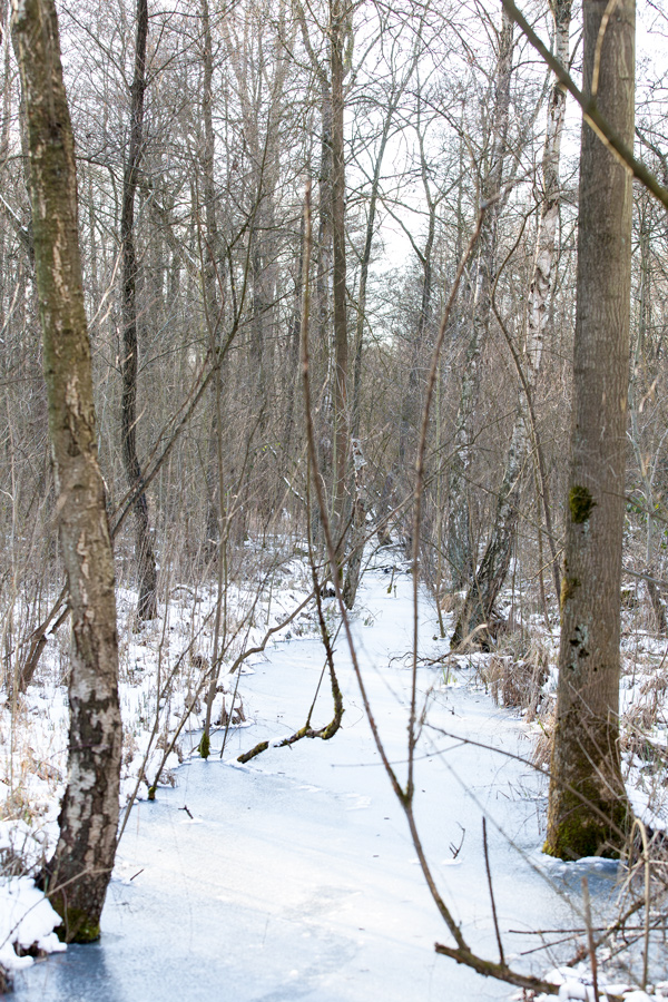 Winter im Bruchwald I