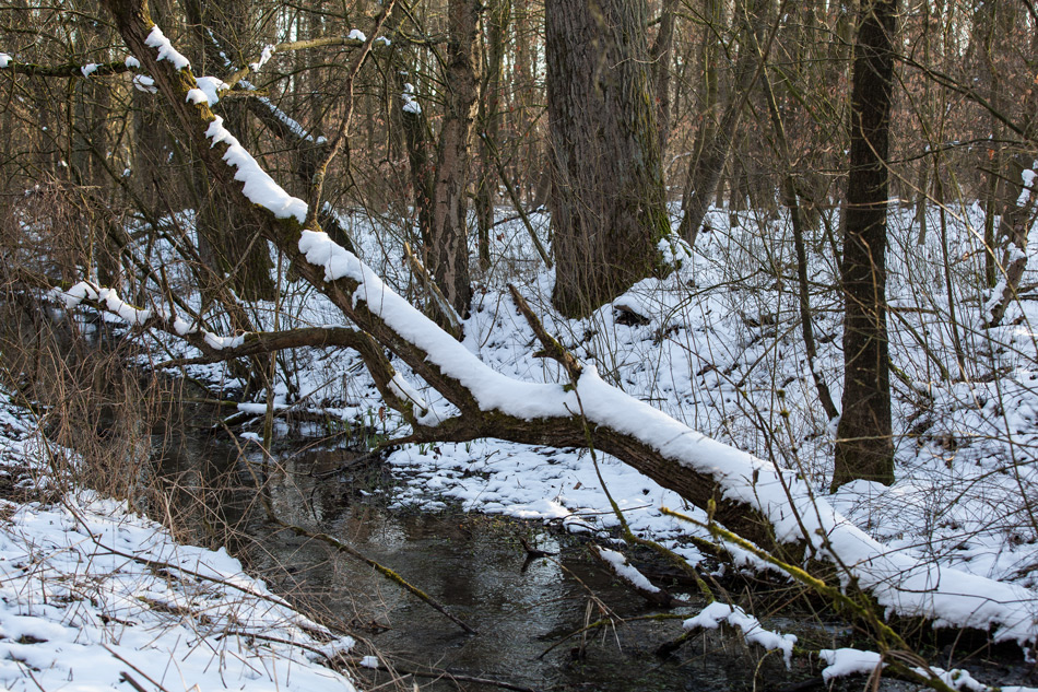 Winter im Bruchwald II