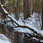 Winter im Bruchwald II