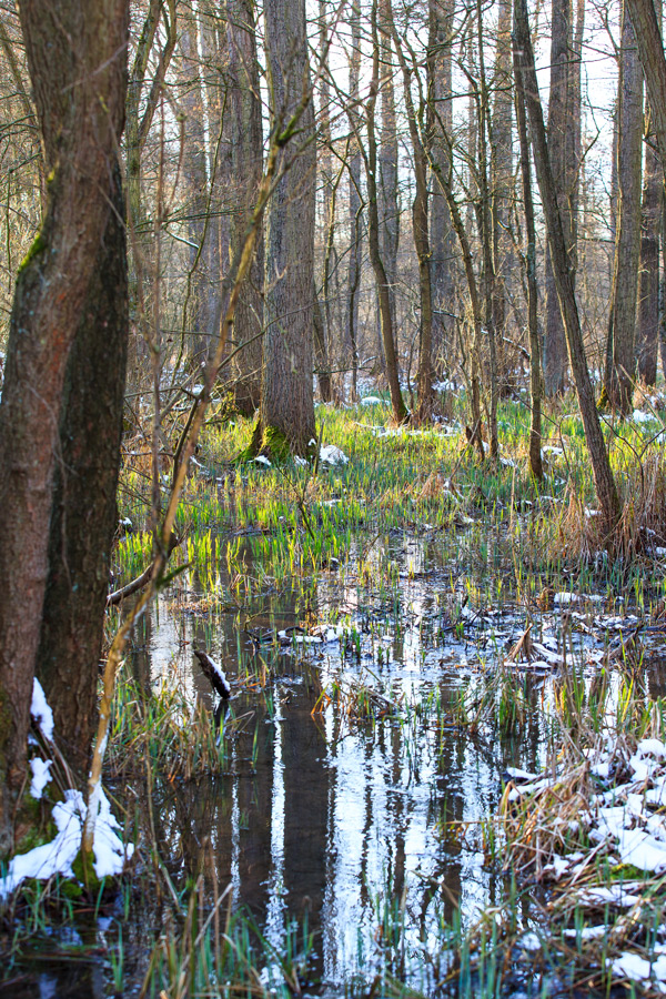 Winter im Bruchwald III