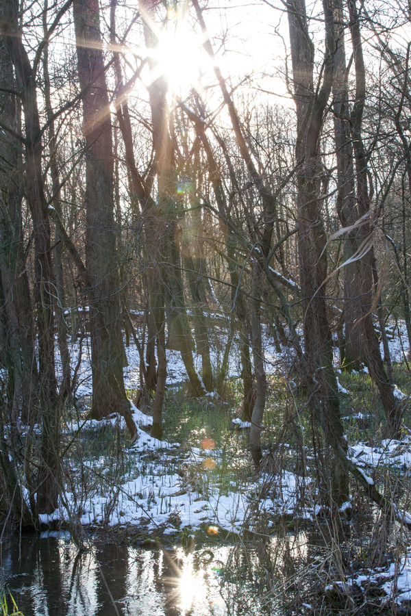 Winter im Bruchwald IV