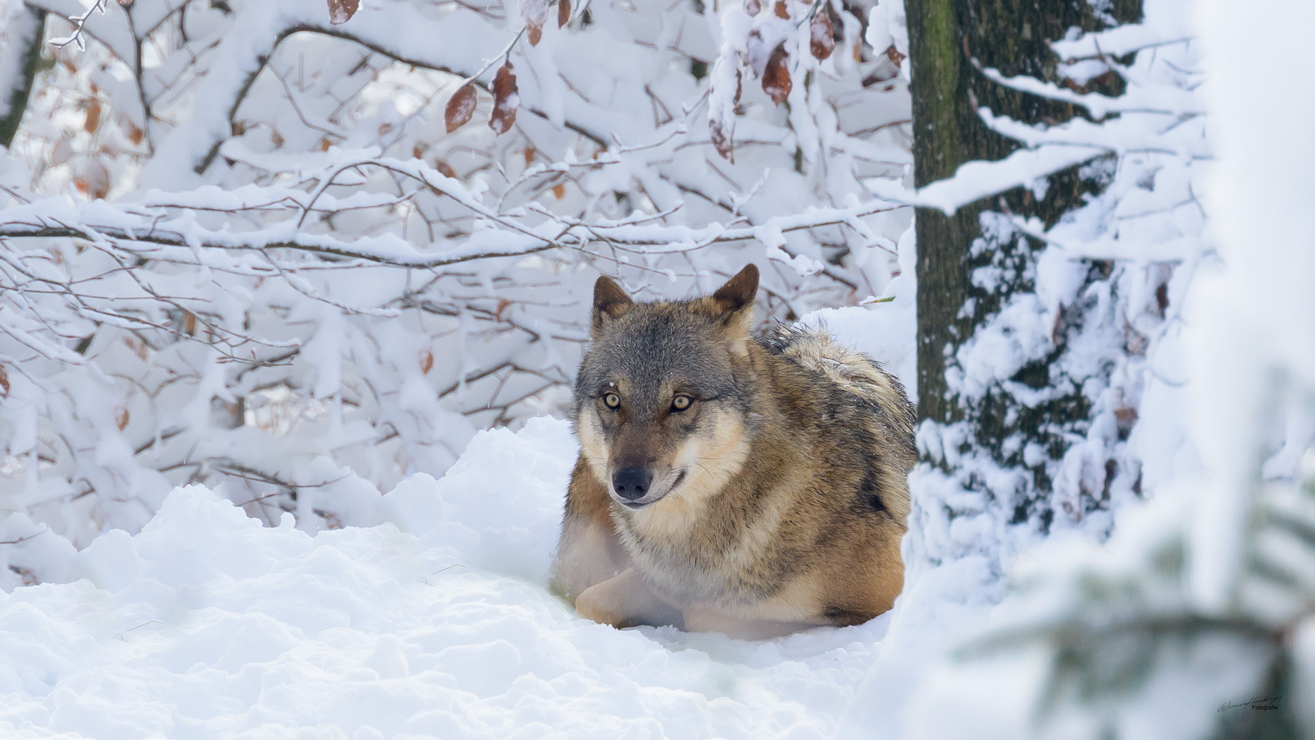 Winter im Bruderholz