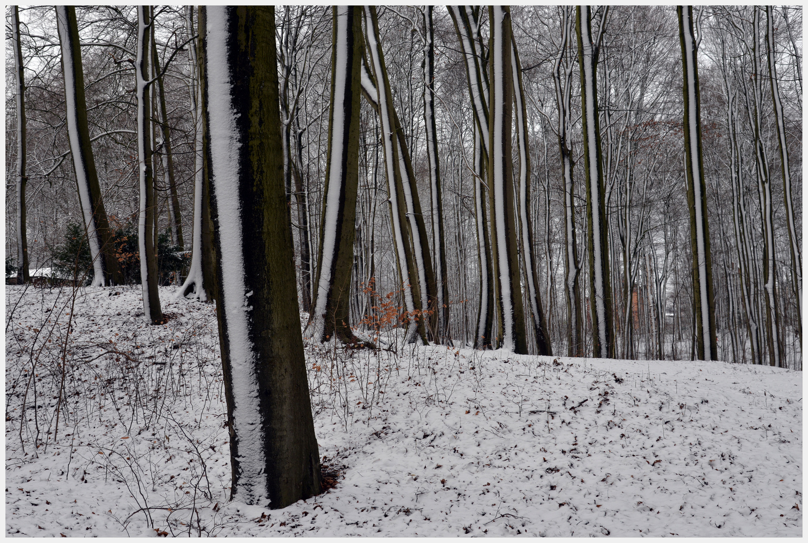 Winter im Buchenwald