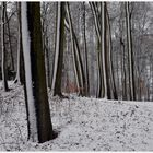 Winter im Buchenwald