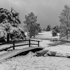 Winter im Büsenbachtal