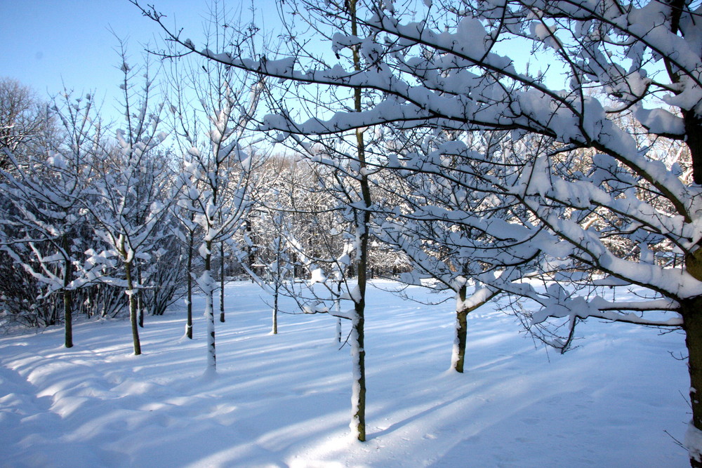 Winter im Chemnitzer Zeissigwald