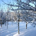 Winter im Chemnitzer Zeissigwald