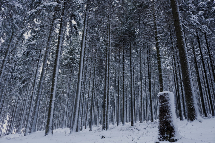 Winter im Erzgebirge (2)