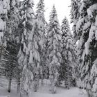Winter im Erzgebirge 2010/2011