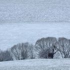 Winter im Feld