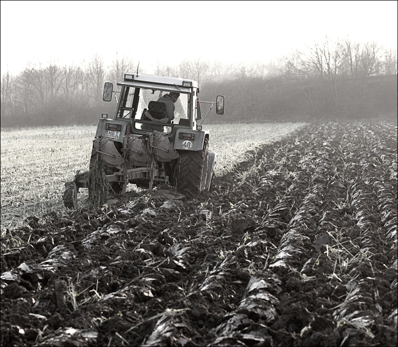 Winter im Feld (1/2)