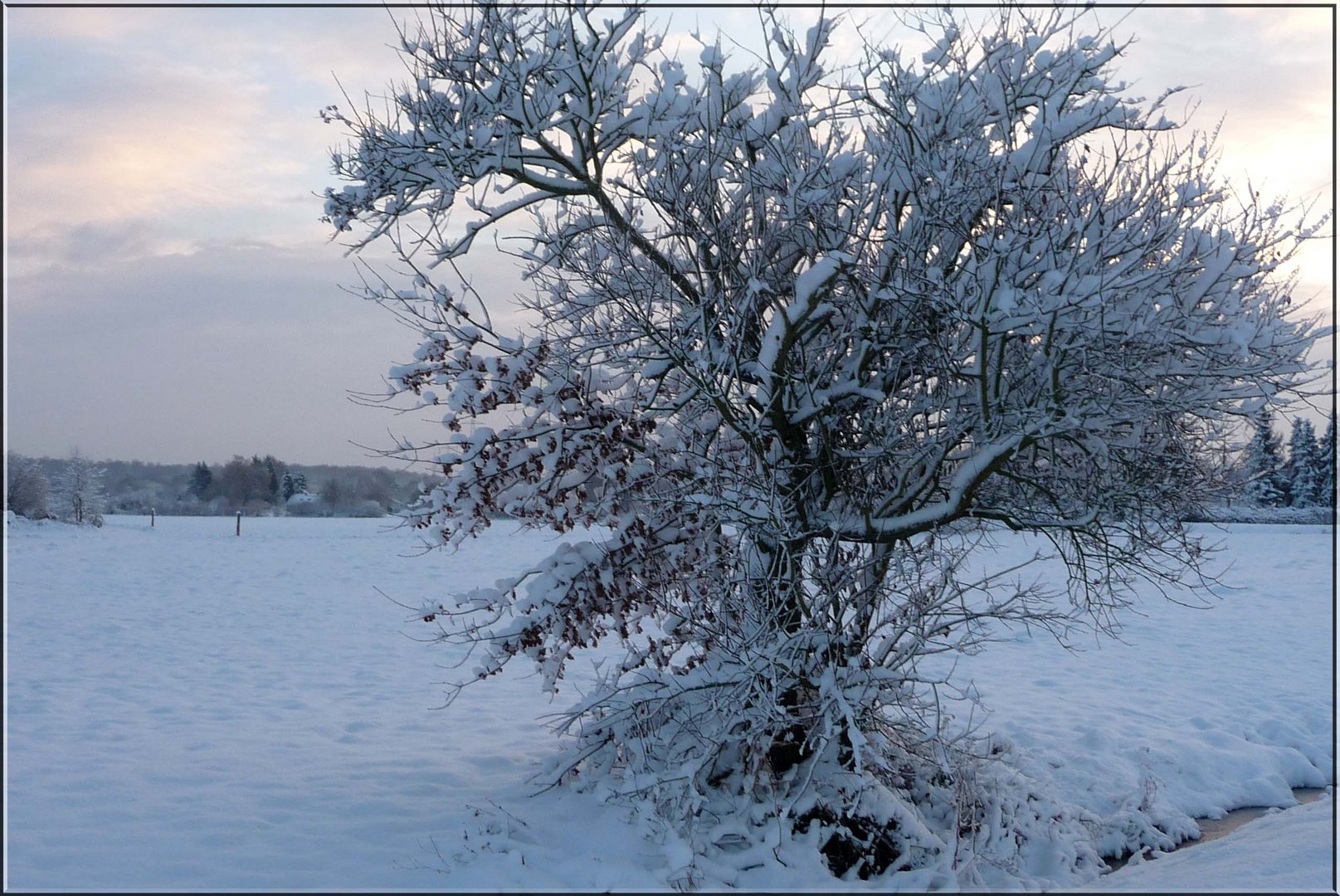 Winter im Feld