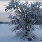 Winter im Feld