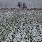 Winter im Feld