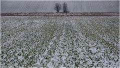 Winter im Feld