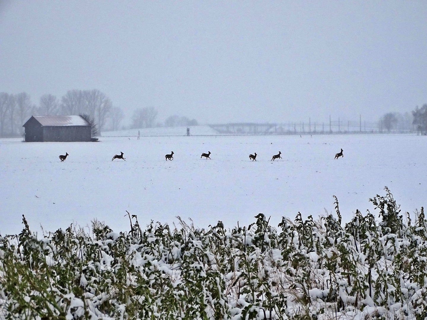 Winter im Freisinger Moos