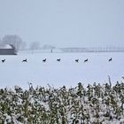 Winter im Freisinger Moos