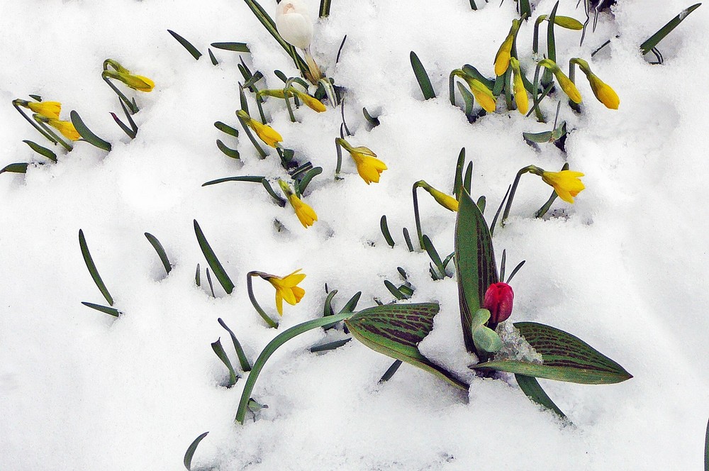 Winter im Frühling