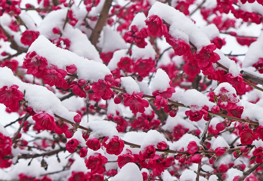 Winter im Frühling