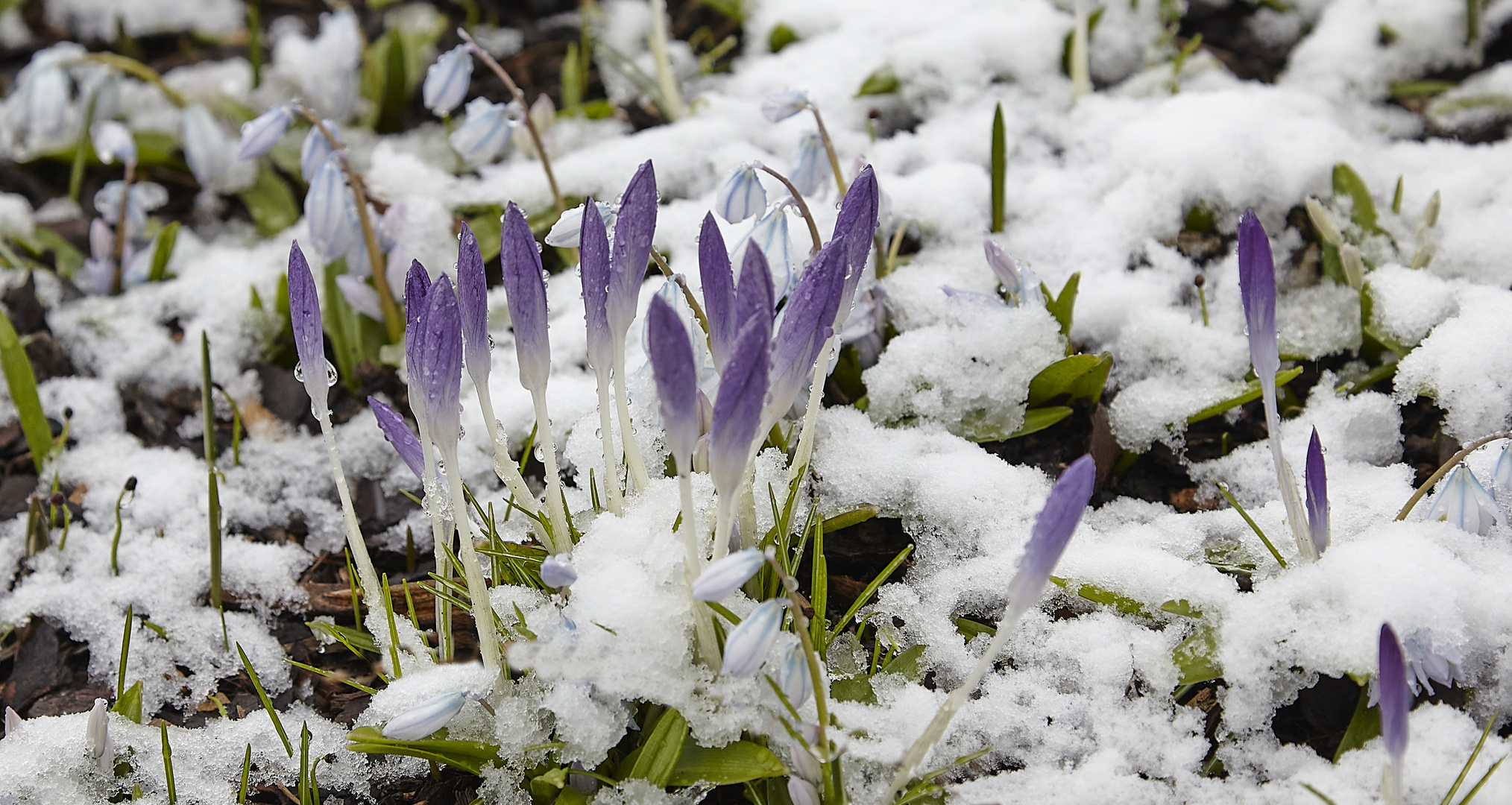 Winter im Frühling - 8. März 2023