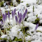 Winter im Frühling - 8. März 2023