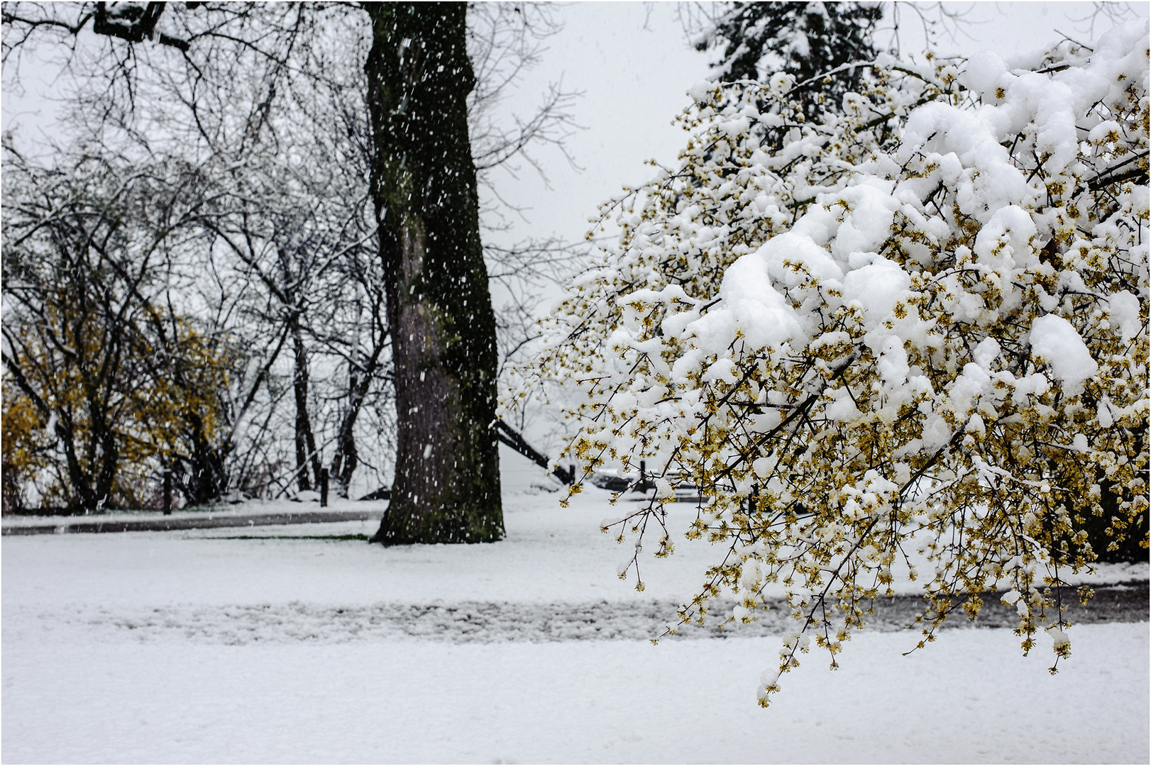 Winter im Frühling