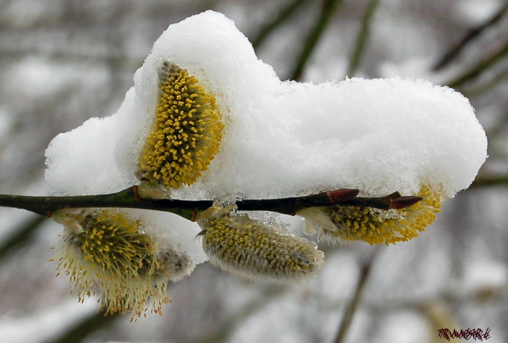 Winter im Frühling!!!