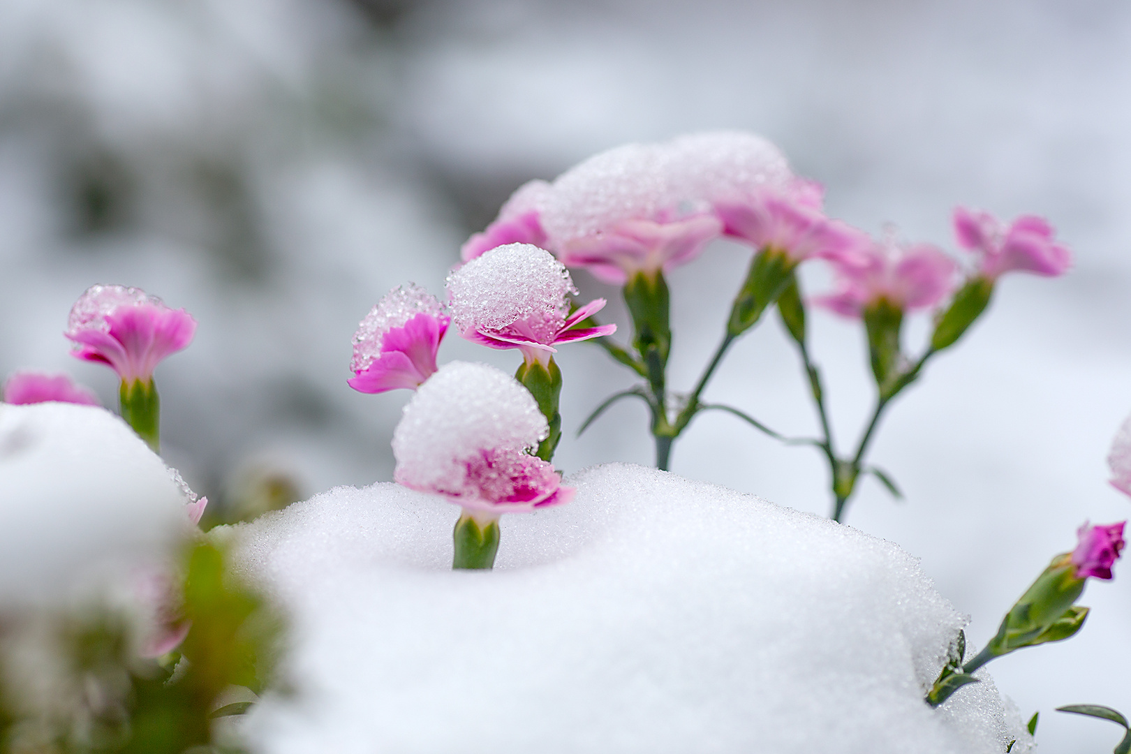 Winter im Frühling